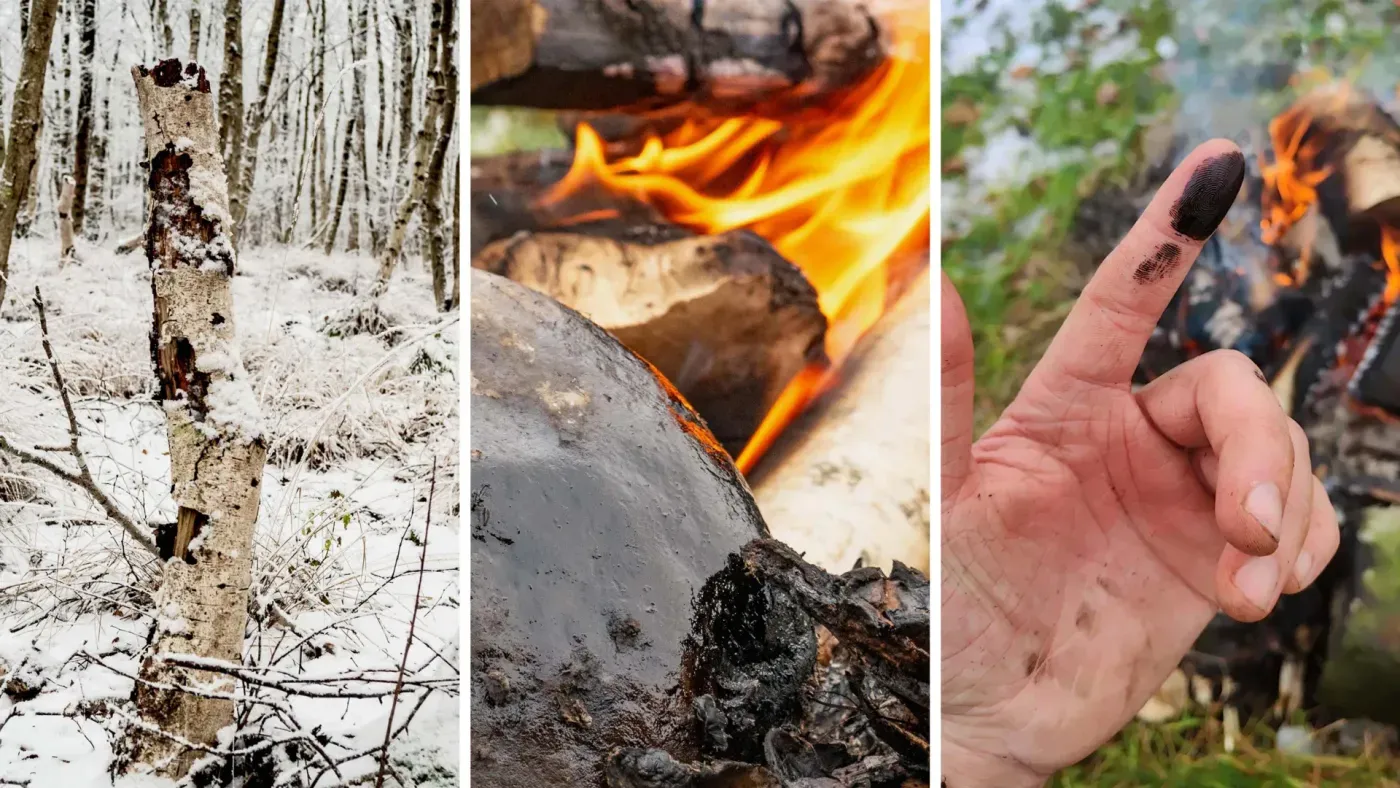 Neanderthals may have used prehistoric glue as an ancient antibiotic