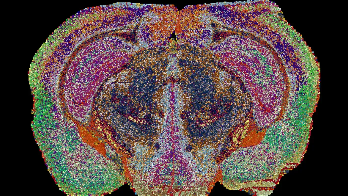 Scientists uncover a hidden map of the brain with 539 distinct regions