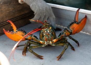 Lobster caught by fishermen.