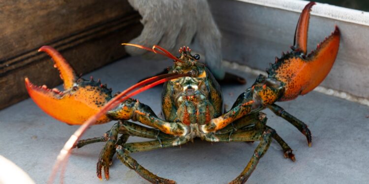 Lobster caught by fishermen.