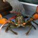 Lobster caught by fishermen.