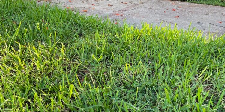 Local police said that most of the fliers were left on lawns in front of homes in Coral Gables before dawn on Tuesday.