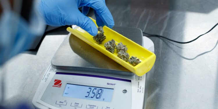 Nick D'Amelio measures 3.58 grams of marijuana while processing at the TerrAscend plant in Boonton, NJ.