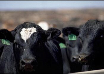 Cattle look on from a pen at Five Rivers Cattle Feeding, in Ulysses, Kan.