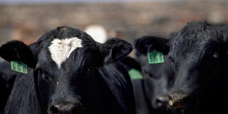Cattle look on from a pen at Five Rivers Cattle Feeding, in Ulysses, Kan.