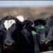 Cattle look on from a pen at Five Rivers Cattle Feeding, in Ulysses, Kan.