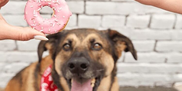 The line of doggy doughnuts are actually six dog-friendly doughnut-shaped biscuits