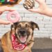 The line of doggy doughnuts are actually six dog-friendly doughnut-shaped biscuits