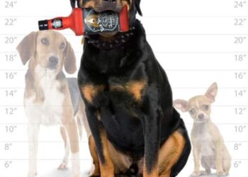 A dog holding the toy in its mouth.