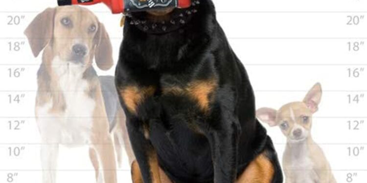 A dog holding the toy in its mouth.