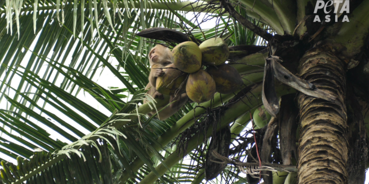 A monkey sitting in a coconut tree.