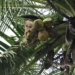 A monkey sitting in a coconut tree.