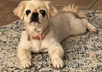 Boggie laid out on a rug.