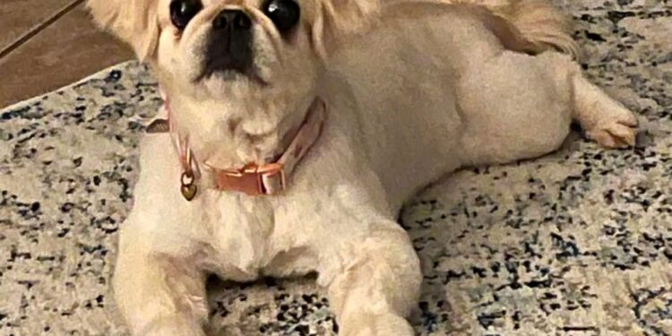 Boggie laid out on a rug.