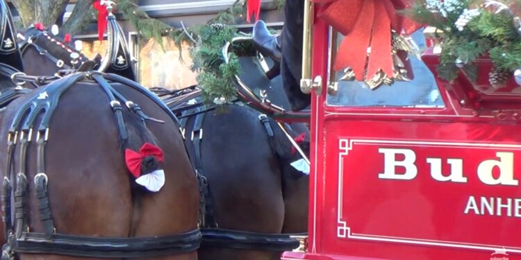 Horses pulling a Budweiser wagon.