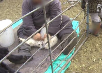 Baby goats, called kids, had their testicles ripped out by staffers' bare hands -- and without any pain medication.