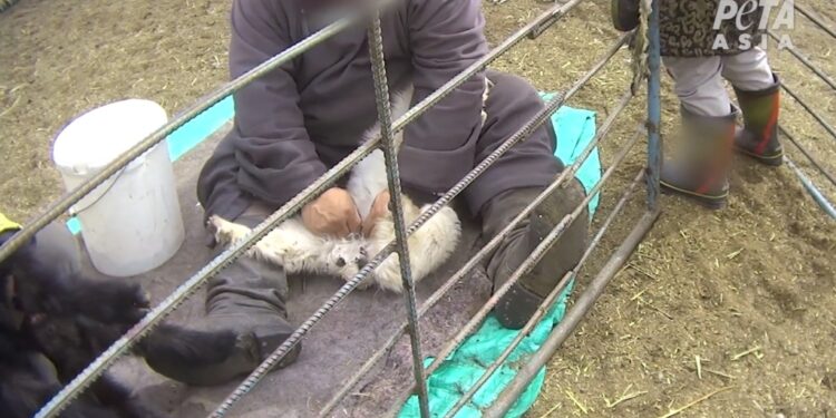 Baby goats, called kids, had their testicles ripped out by staffers' bare hands -- and without any pain medication.