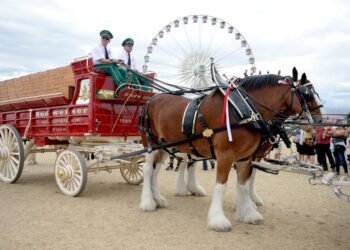 Anheuser-Busch has agreed to stop amputating the tails off Budweiser's iconic Clydesdale horses after animal-rights group PETA bashed the brewer for the unethical practice.