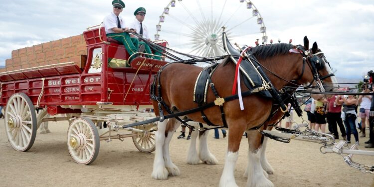 Anheuser-Busch has agreed to stop amputating the tails off Budweiser's iconic Clydesdale horses after animal-rights group PETA bashed the brewer for the unethical practice.