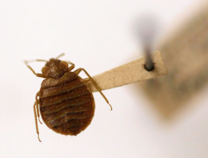 Bedbugs Panic Spreads Across France Ahead Of 2024 Olympics Noti Group