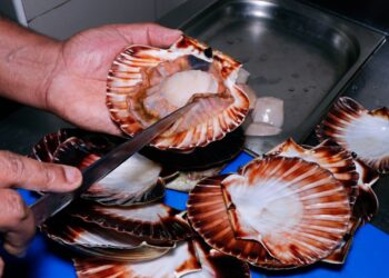 Whole, live scallops distributed by Intershell International Corp. in Massachusetts are being recalled for potentially containing toxins that cause food poisioning.