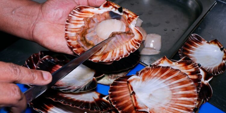Whole, live scallops distributed by Intershell International Corp. in Massachusetts are being recalled for potentially containing toxins that cause food poisioning.