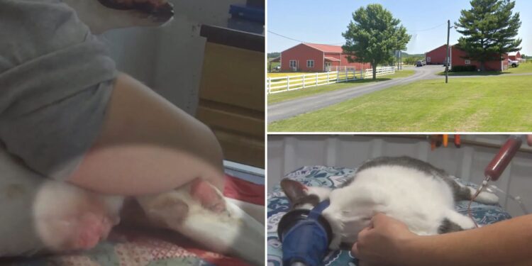 Major US blood bank for pets abuses animals, sells potentially 'unsafe' blood: report