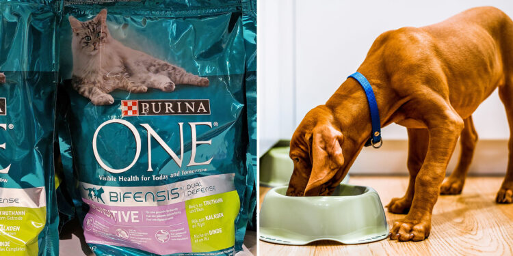 Purina denies TikTok 'rumors' its pet food causes illness, death