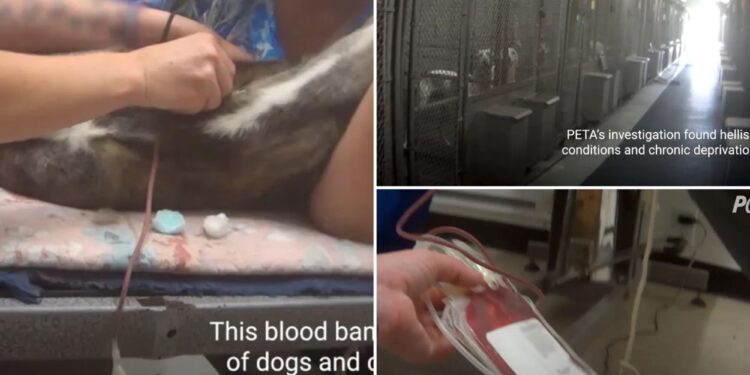 Animal blood bank accused by PETA of drawing supply from 'sick' dogs is dropped by veterinary hospital chains