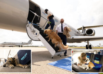 BARK Air launches first luxury airlines for dogs