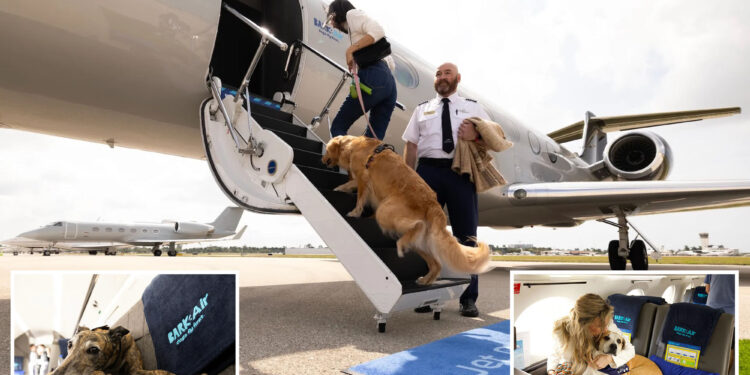 BARK Air launches first luxury airlines for dogs