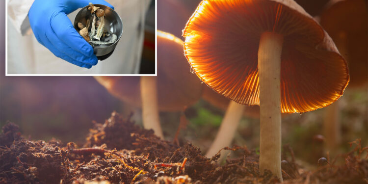 Companies looking to fund psychedelic drug therapy for employees: report