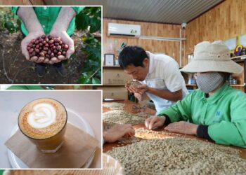 Why coffee prices are poised to surge even further