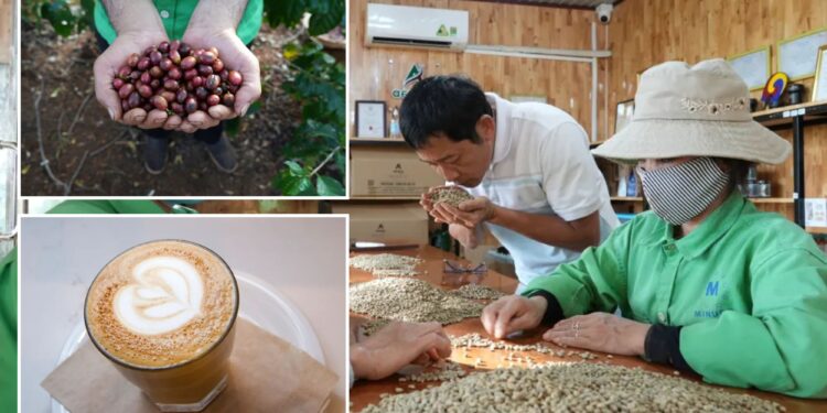 Why coffee prices are poised to surge even further