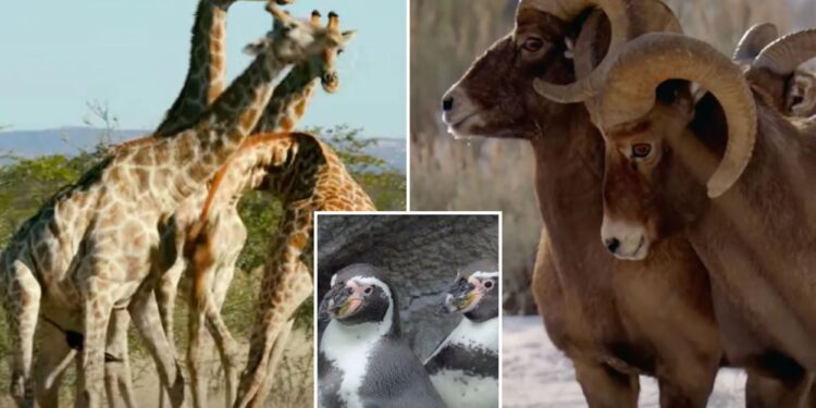 Peacock TV's 'Queer Planet': Gay, bisexual animals documentary