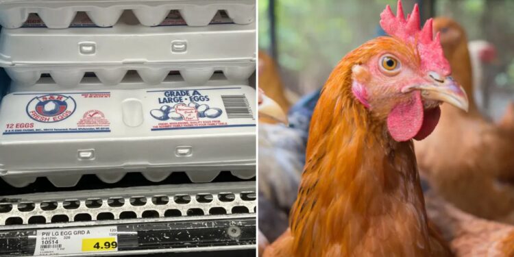 Egg shortages reported nationwide just before Thanksgiving