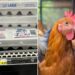 Egg shortages reported nationwide just before Thanksgiving