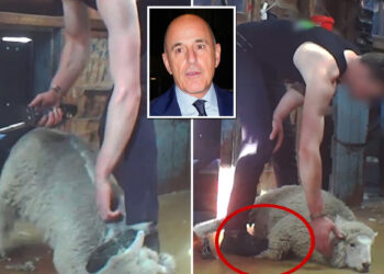 Matt Lauer targeted by PETA for alleged 'abuse' by sheep farmers at his $9M New Zealand hideaway