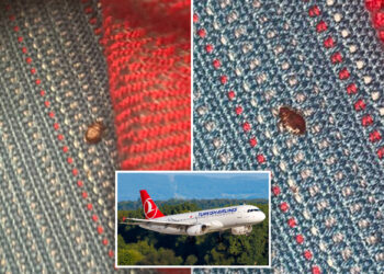 Turkish Airlines' flights are riddled with bedbugs, passengers say