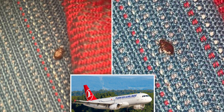 Turkish Airlines' flights are riddled with bedbugs, passengers say