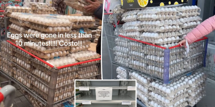 Trader Joe’s, Costco place purchase limit on eggs amid hoarding