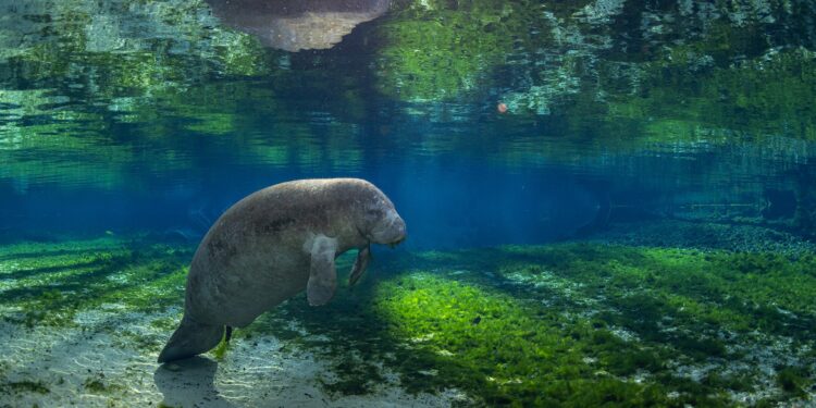 A manatee resting beneath the water’s surface.
