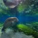 A manatee resting beneath the water’s surface.