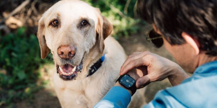 Fi’s AI dog collar lets you monitor pet behavior via Apple Watch