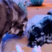 Meta’s new AI video tool can put you in a desert (or at least try to)