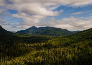 The US is stripping its forests of decades-old protections