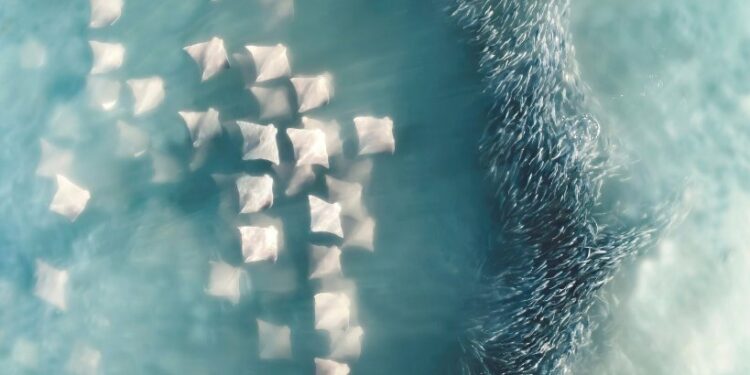 Photographer of the Year: Joanna Steidle, United States. A fever of cownose rays approaching a school of menhaden bait fish, taken just a few hundred feet from the coast of Southampton, NY. USA.