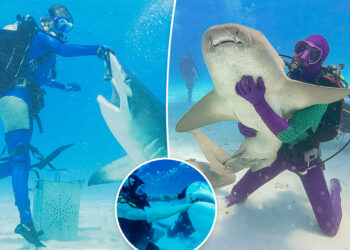 'Shark Week' and 'Sharkfest' execs reveal how sharks took over summer TV