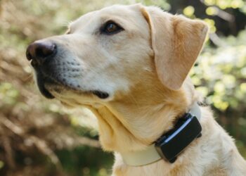 Your Whistle pet tracker will stop working next month