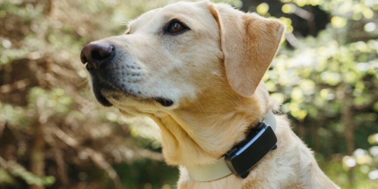 Your Whistle pet tracker will stop working next month
